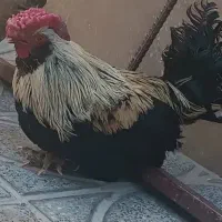خروس