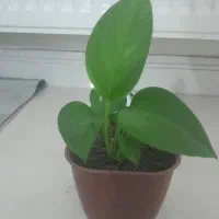 گلدان