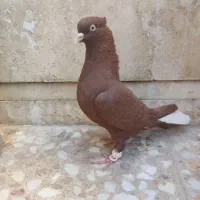 ماده سرخ دم سفید