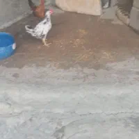 جوجه محلی اصل تر تمیز