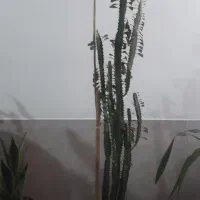 فروشی