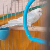 مرغ عشق