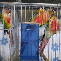 گرینچیک مولد با جوجه