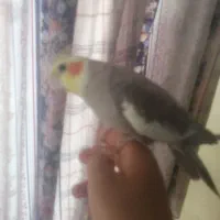 عروس هلندی سخنگو