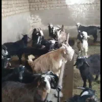 بزغاله نر