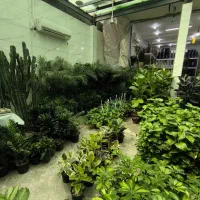 فروشگاه گل و گیاه آپارتمانی خانه گلها