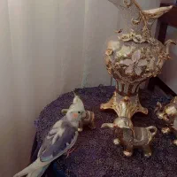 عروس هلندی سخنگو