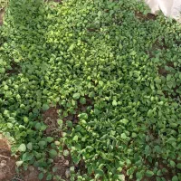 نشاء گرجه chفلات وبادمجان سیاه