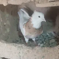 طوقی