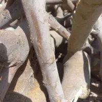 خریدار چوب باغی -میوه ای-ذعالی تمامی اصفهان
