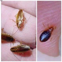 سمپاشی ساس سوسک سم موش مجوز بهداشت