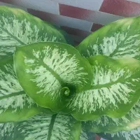 گل دیفن بسیار زیبا قد ۱۵۰ سانت ۲۰ برگ