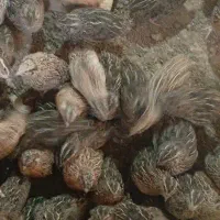 فروش بلدرچین ۴۵ روزه از نژاد فوق سنگین و تخم گذار