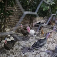 بوقلمون محلی اصل