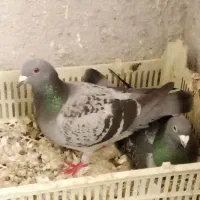 پلاکی|پرنده|بستان آباد, |دیوار