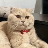 گربه اسکاتیش گلد