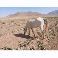 اسب|اسب و تجهیزات اسب‌سواری|اقلید, |دیوار