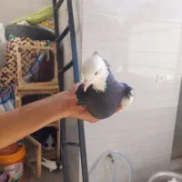 طوقی واکسی و قفس