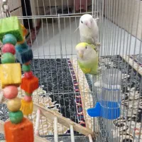 طوطی