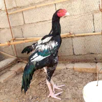 خروس و جوجه خروس