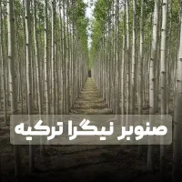 جشنواره فروش نهال صنوبروکبوده ارسال به سراسرایران