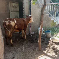 گوساله سیمنتال قرمز اصل اصل