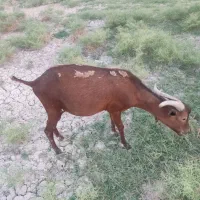 بز مورسیا نر
