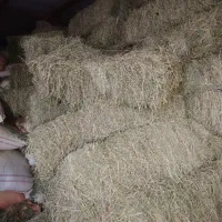 یونجه. کاه سفید. کاه یونجه