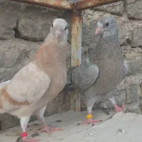جوجه کبوتر پرشی کفتر گرو