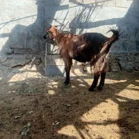 گوسفد|حیوانات مزرعه|شوشتر, |دیوار