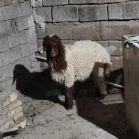 بره نر