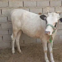 گوساله هلشتان به جرسی ماده