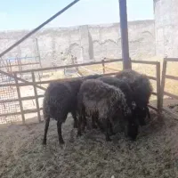 بره نر|حیوانات مزرعه|چترود, |دیوار