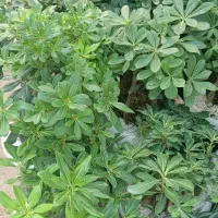 تولید و پخش گل و گیاه باغچه ای و اپارتمانی