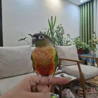 گرینچیک گمشده