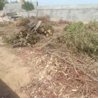 خرید وحرس درخت