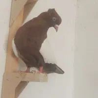 کفتر کبوتر سینه دمی و چنتا خودمونی ۱۸ تا دونه ۲۰۰