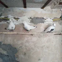 کبوتر دم سیاه