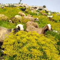 ۶۴راس میش داشتی سالم جوون درجه یک