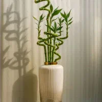 گلدون کنار سالنی