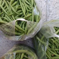 لوبیا سبز بدون هسته ونخ ۸۰