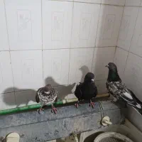 تهرانی