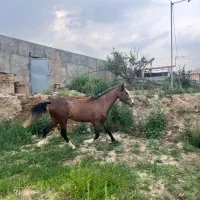 فروش اسب نریون