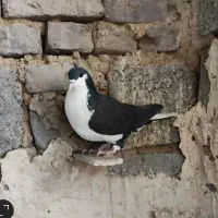 موکت|موکت|کرمان, |دیوار