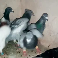 یک چخ کبوتر زدخوردی گردن کلفت فیلم موجوده