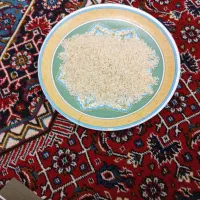 برنج آستانه گیلان