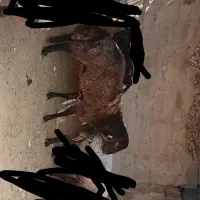 بره  همو