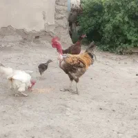 خروس کوردی