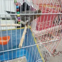 عروس هلندی ماده اماده