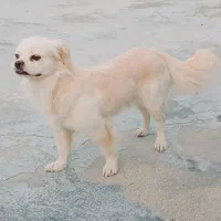 سگ باهوش